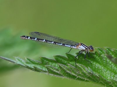 Watersnuffel - Common Bluet