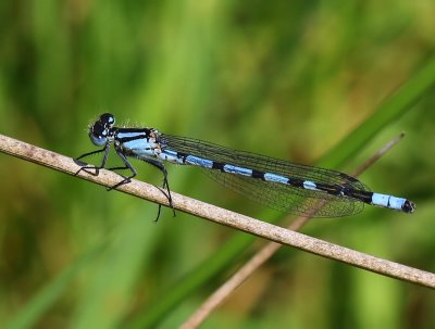 Watersnuffel - Common Bluet