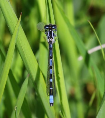 Watersnuffel - Common Bluet