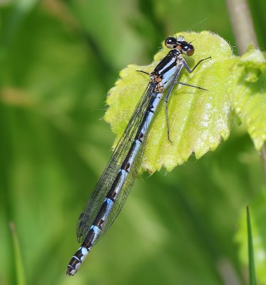 Watersnuffel - Common Bluet