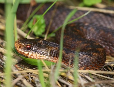 Adder - Viper