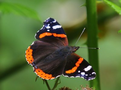 Atalanta - Red Admiral
