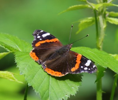 Atalanta - Red Admiral