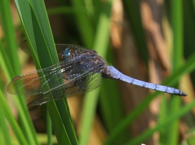 Beekoeverlibel - Keeled Skimmer