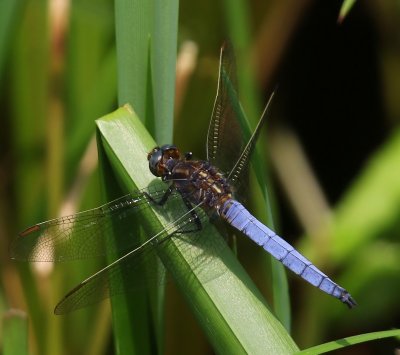 Beekoeverlibel - Keeled Skimmer