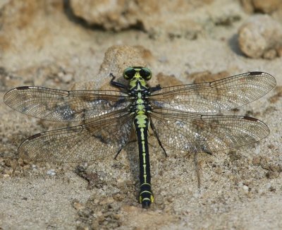 Beekrombout - Common Clubtail