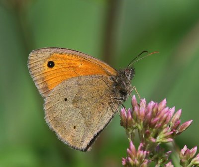 Bruin Zandoogje - Meadow Brown