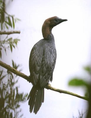 Dwergaalscholver - Pygmy Cormorant