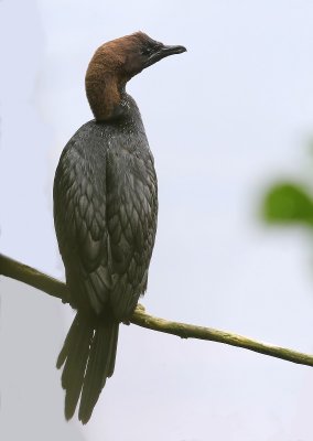 Dwergaalscholver - Pygmy Cormorant