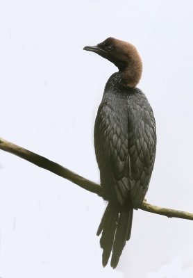 Dwergaalscholver - Pygmy Cormorant