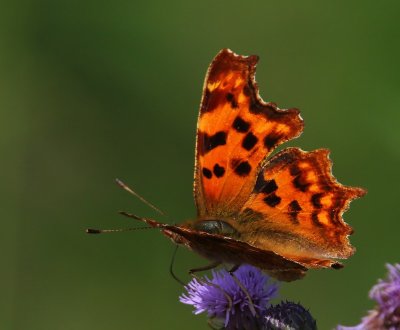 Gehakkelde Aurelia - Comma Butterfly