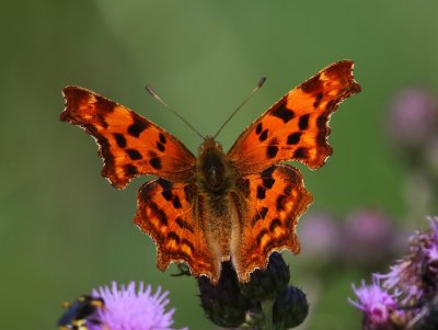 Gehakkelde Aurelia - Comma Butterfly
