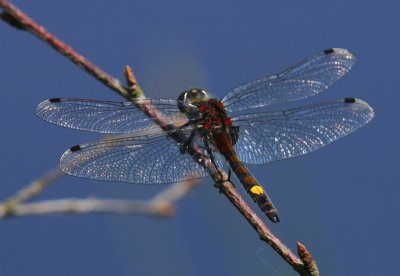 Gevlekte Witsnuitlibel - Large White-faced Darter