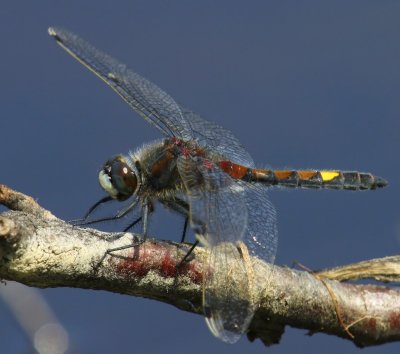 Gevlekte Witsnuitlibel - Large White-faced Darter
