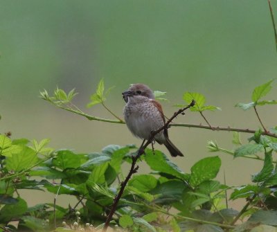 Grauwe Klauwier - Red-backed Shrike