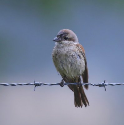 Grauwe Klauwier - Red-backed Shrike