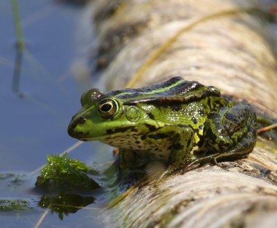 Groene Kikker - Green Frog
