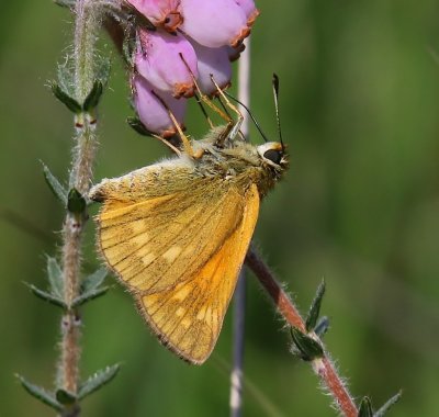 Groot Dikkopje - Large Skipper