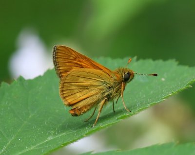 Groot Dikkopje - Large Skipper