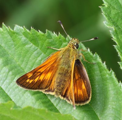 Groot Dikkopje - Large Skipper