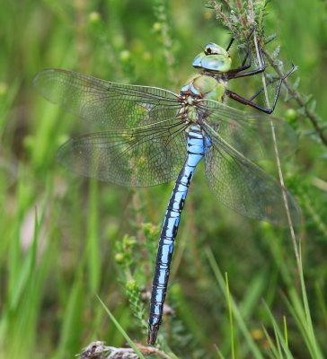 Grote Keizerlibel - Blue Emperor