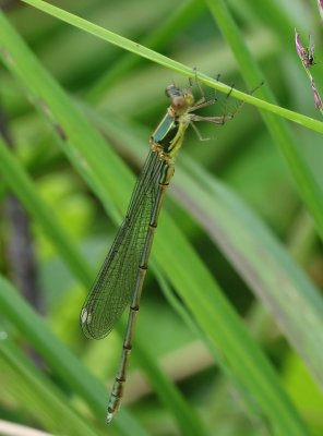 Houtpantserjuffer - Willow Emerald Damselfly