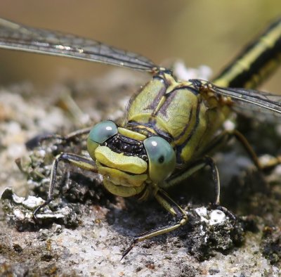 Plasrombout - Western Clubtail