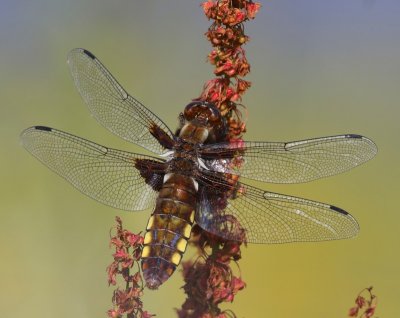 Platbuik - Broad-bodied Chaser