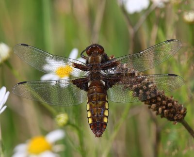 Platbuik - Broad-bodied Chaser