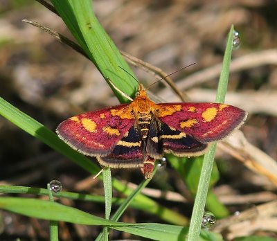 Purpermot - Common Purple & Gold