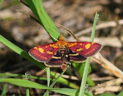 Purpermot - Common Purple & Gold