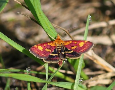 Purpermot - Common Purple & Gold