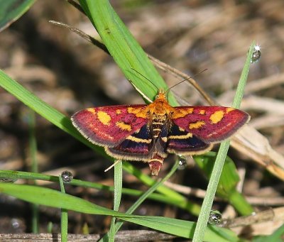 Purpermot - Common Purple & Gold