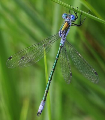 Tangpantserjuffer - Scarce Emerald Damselfly