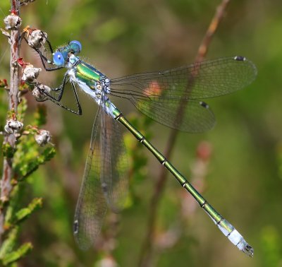 Tangpantserjuffer - Scarce Emerald Damselfly