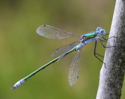 Tangpantserjuffer - Scarce Emerald Damselfly