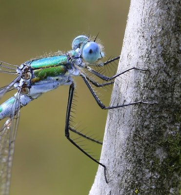 Tangpantserjuffer - Scarce Emerald Damselfly