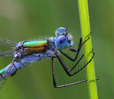 Tangpantserjuffer - Scarce Emerald Damselfly