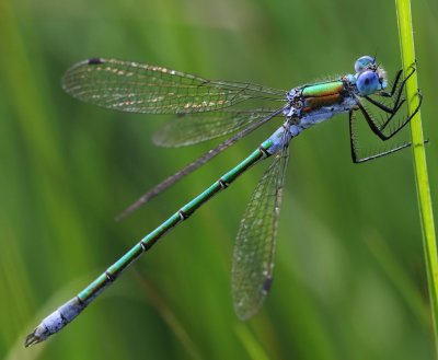 Tangpantserjuffer - Scarce Emerald Damselfly