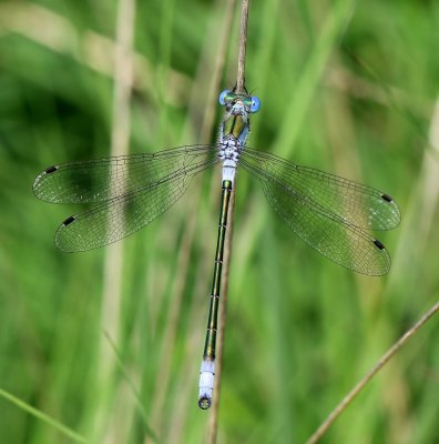 Tangpantserjuffer - Scarce Emerald Damselfly