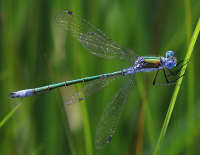 Tangpantserjuffer - Scarce Emerald Damselfly