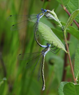 Tangpantserjuffers - Scarce Emerald Damselflies