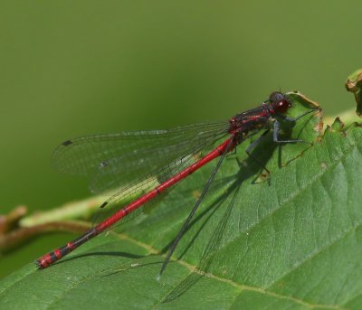 Vuurjuffer - Large Red Damselfly