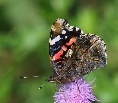 Atalanta - Red Admiral