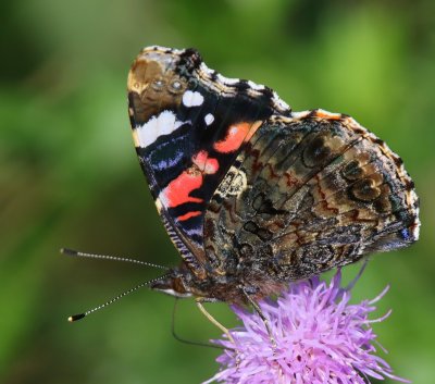 Atalanta - Red Admiral