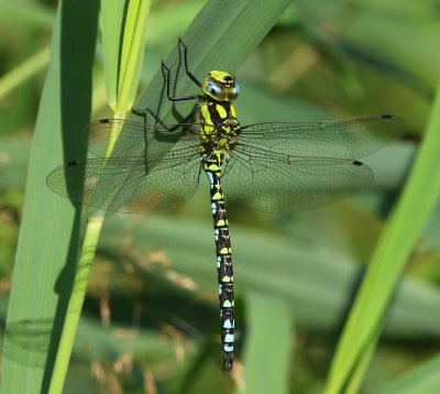 Blauwe Glazenmaker - Southern Hawker