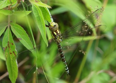Blauwe Glazenmaker - Southern Hawker