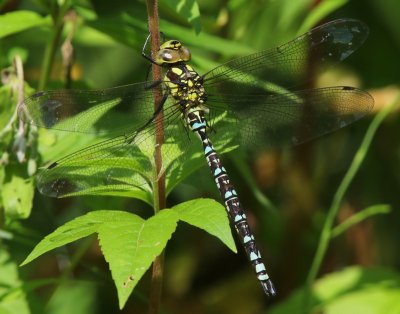 Blauwe Glazenmaker - Southern Hawker