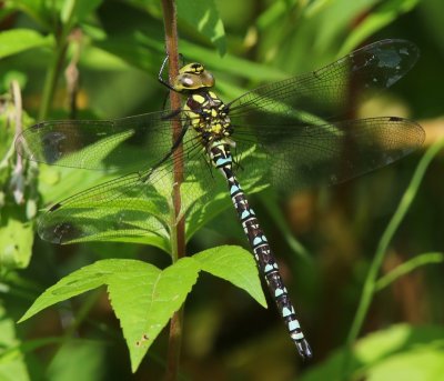 Blauwe Glazenmaker - Southern Hawker