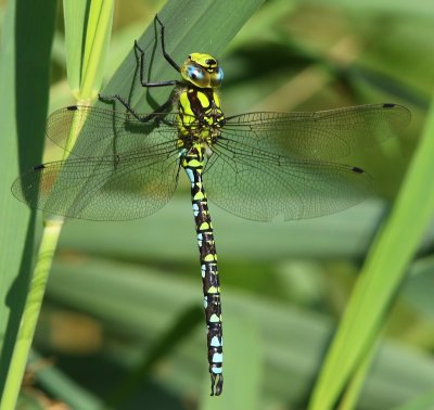 Blauwe Glazenmaker - Southern Hawker